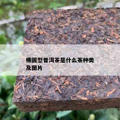 椭圆型普洱茶是什么茶种类及图片