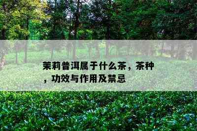 茉莉普洱属于什么茶，茶种，功效与作用及禁忌