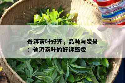 普洱茶叶好评，品味与赞誉：普洱茶叶的好评盛赞