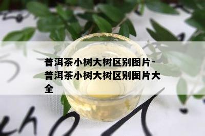 普洱茶小树大树区别图片-普洱茶小树大树区别图片大全