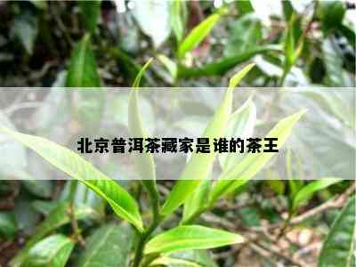 北京普洱茶藏家是谁的茶王