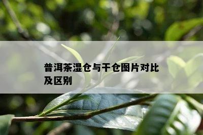 普洱茶湿仓与干仓图片对比及区别