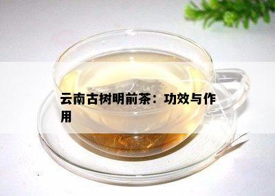 云南古树明前茶：功效与作用