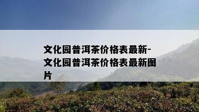 文化园普洱茶价格表最新-文化园普洱茶价格表最新图片