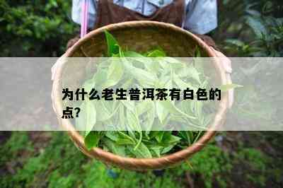 为什么老生普洱茶有白色的点？