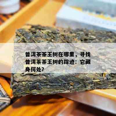 普洱茶茶王树在哪里，寻找普洱茶茶王树的踪迹：它藏身何处？