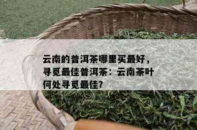 云南的普洱茶哪里买更好，寻觅更佳普洱茶：云南茶叶何处寻觅更佳？