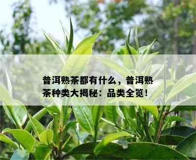 普洱熟茶都有什么，普洱熟茶种类大揭秘：品类全览！