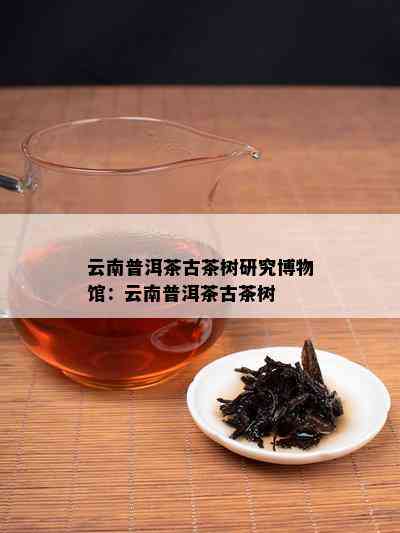 云南普洱茶古茶树研究博物馆：云南普洱茶古茶树