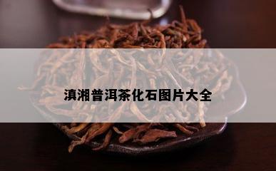 滇湘普洱茶化石图片大全