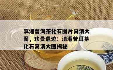 滇湘普洱茶化石图片高清大图，珍贵遗迹：滇湘普洱茶化石高清大图揭秘