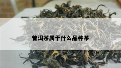 普洱茶属于什么品种茶