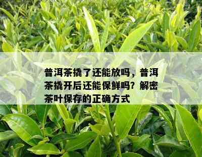 普洱茶撬了还能放吗，普洱茶撬开后还能保鲜吗？解密茶叶保存的正确方式