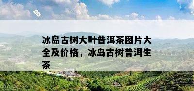 冰岛古树大叶普洱茶图片大全及价格，冰岛古树普洱生茶