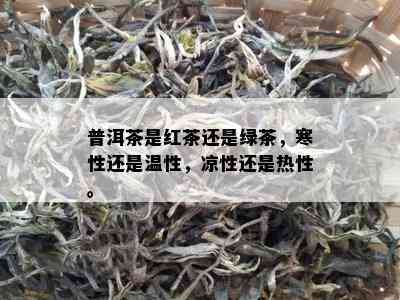 普洱茶是红茶还是绿茶，寒性还是温性，凉性还是热性。