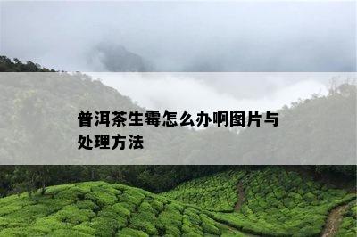 普洱茶生霉怎么办啊图片与处理方法