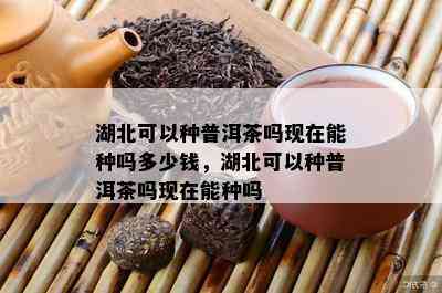 湖北可以种普洱茶吗现在能种吗多少钱，湖北可以种普洱茶吗现在能种吗