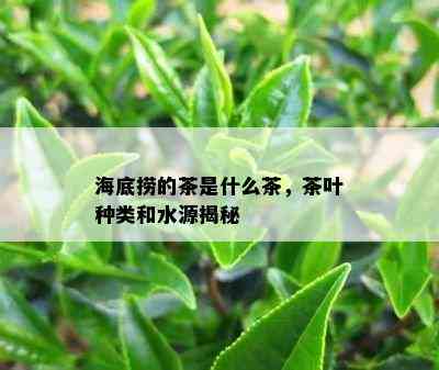 海底捞的茶是什么茶，茶叶种类和水源揭秘