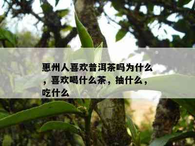 惠州人喜欢普洱茶吗为什么，喜欢喝什么茶，抽什么，吃什么