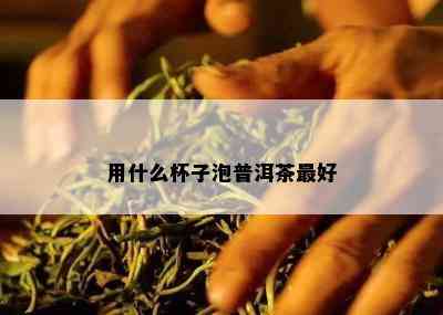 用什么杯子泡普洱茶更好