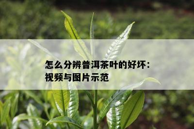 怎么分辨普洱茶叶的好坏：视频与图片示范