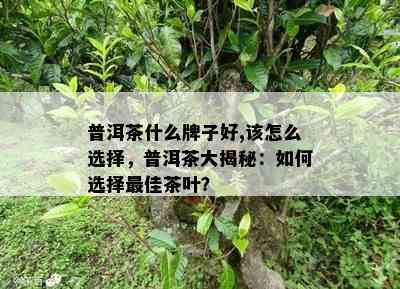 普洱茶什么牌子好,该怎么选择，普洱茶大揭秘：如何选择更佳茶叶？