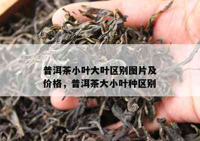 普洱茶小叶大叶区别图片及价格，普洱茶大小叶种区别