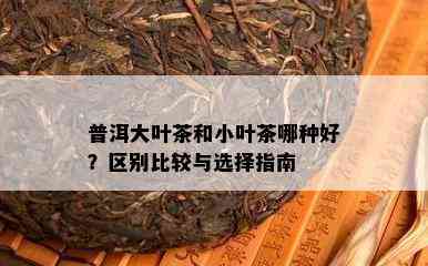 普洱大叶茶和小叶茶哪种好？区别比较与选择指南