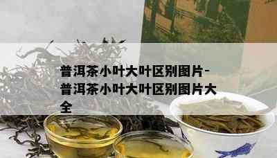 普洱茶小叶大叶区别图片-普洱茶小叶大叶区别图片大全