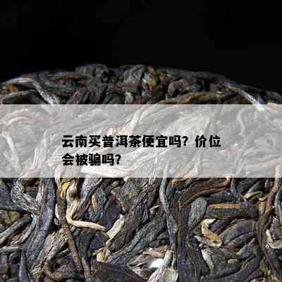 云南买普洱茶便宜吗？价位会被骗吗？