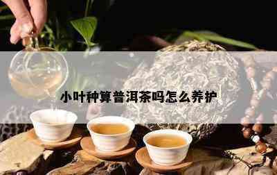 小叶种算普洱茶吗怎么养护