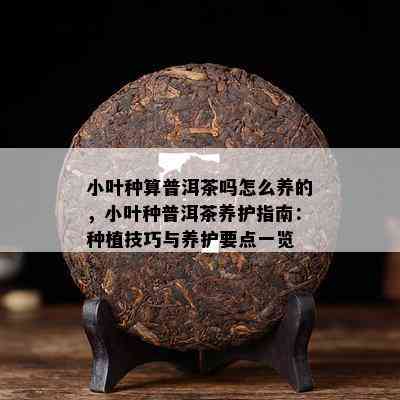 小叶种算普洱茶吗怎么养的，小叶种普洱茶养护指南：种植技巧与养护要点一览