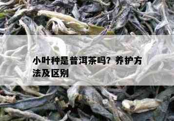 小叶种是普洱茶吗？养护方法及区别