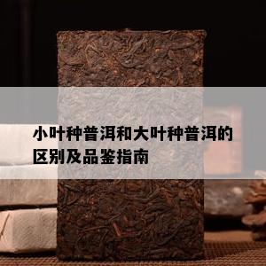 小叶种普洱和大叶种普洱的区别及品鉴指南