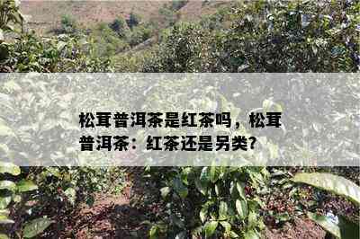 松茸普洱茶是红茶吗，松茸普洱茶：红茶还是另类？