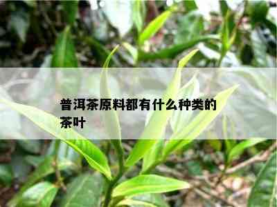 普洱茶原料都有什么种类的茶叶