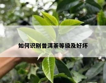 如何识别普洱茶等级及好坏