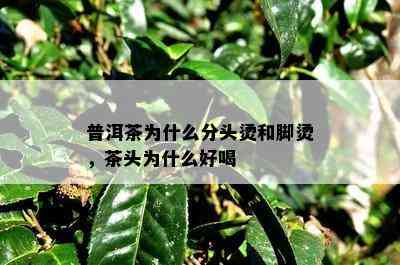 普洱茶为什么分头烫和脚烫，茶头为什么好喝