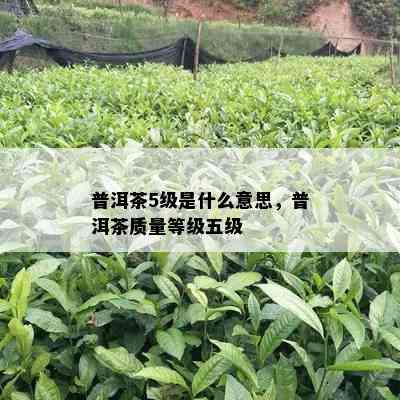 普洱茶5级是什么意思，普洱茶质量等级五级