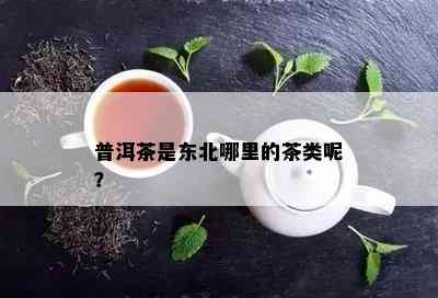 普洱茶是东北哪里的茶类呢？