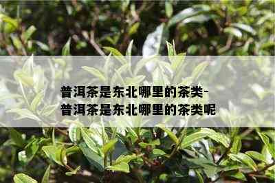 普洱茶是东北哪里的茶类-普洱茶是东北哪里的茶类呢