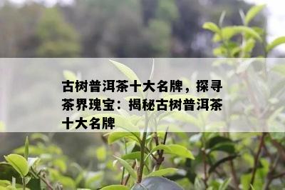 古树普洱茶十大名牌，探寻茶界瑰宝：揭秘古树普洱茶十大名牌