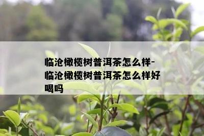 临沧橄榄树普洱茶怎么样-临沧橄榄树普洱茶怎么样好喝吗