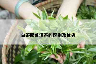 白茶跟普洱茶的区别及优劣