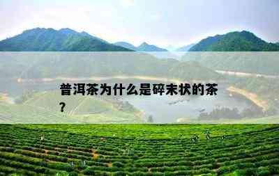 普洱茶为什么是碎末状的茶？