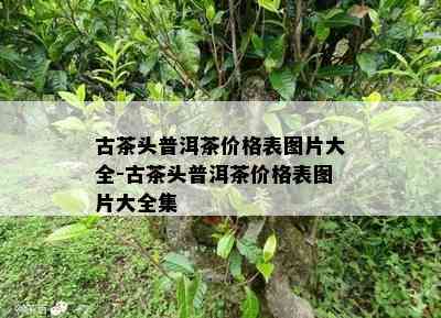 古茶头普洱茶价格表图片大全-古茶头普洱茶价格表图片大全集