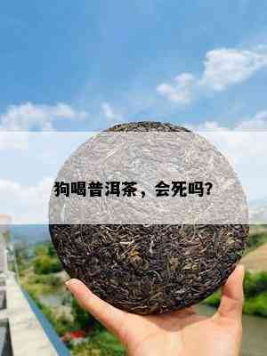 狗喝普洱茶，会死吗？