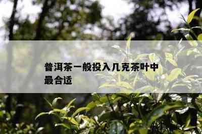 普洱茶一般投入几克茶叶中最合适