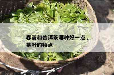 春茶和普洱茶哪种好一点，茶叶的特点