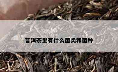 普洱茶里有什么菌类和菌种